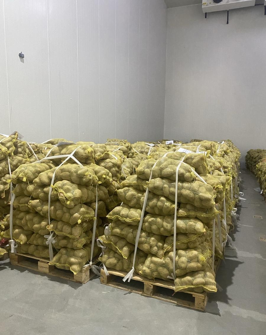 بطاطس أجريا بالجملة السعودية - طازجة جودة ممتازة - Agria Potatoes Wholesale