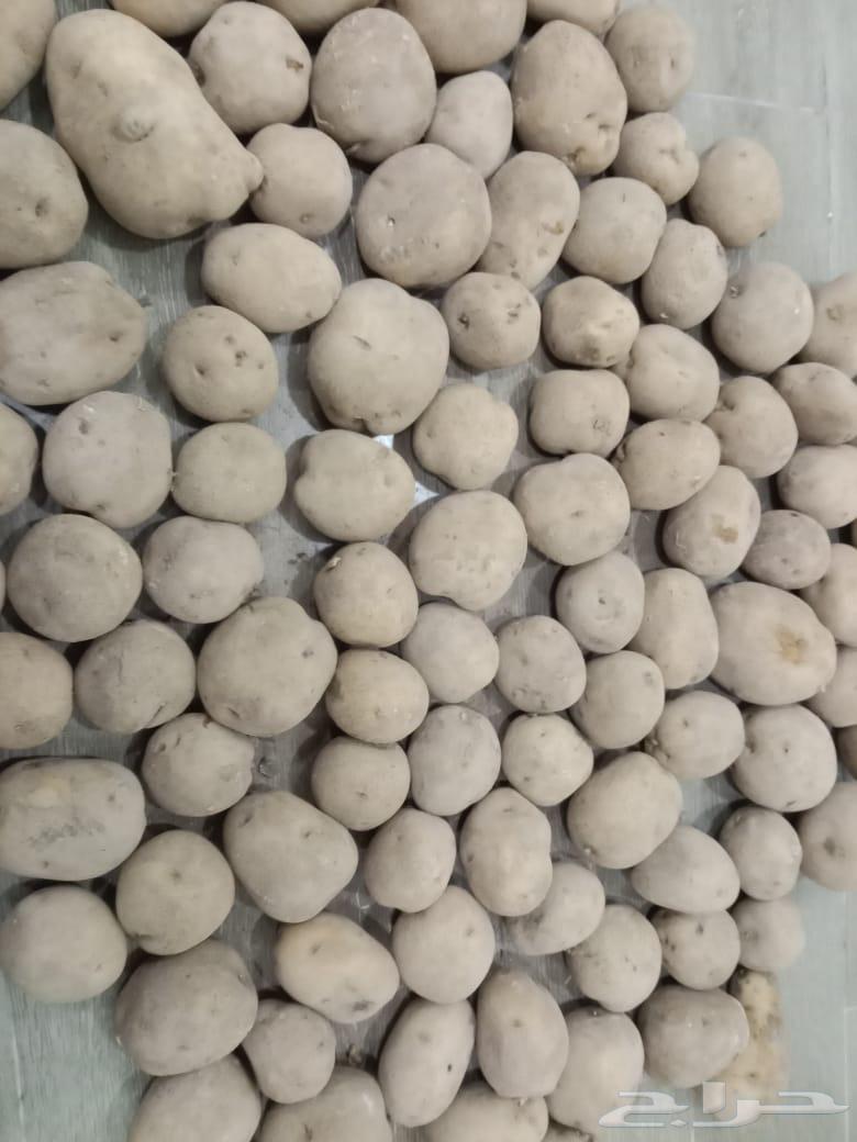 بطاطس هرمز طازجة للمطاعم والتجار - جودة عالية