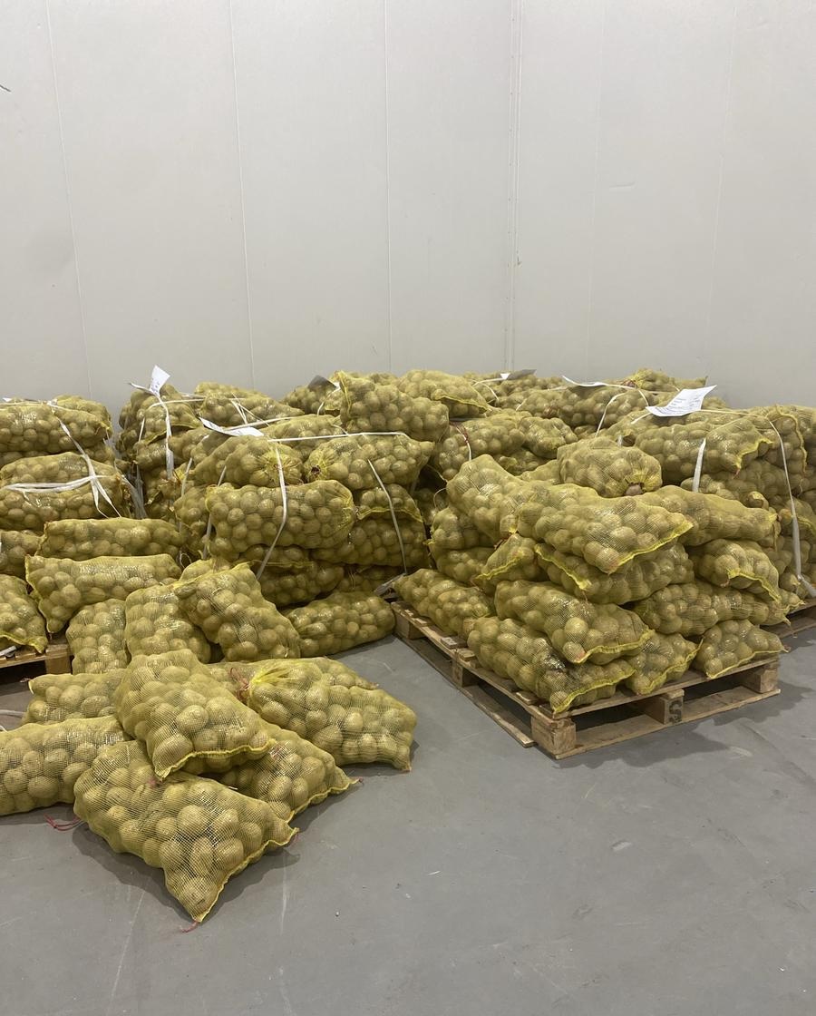 شوالات بطاطس هرمز بالجملة - كميات كبيرة للموزعين